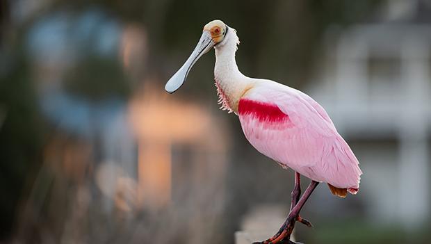 b7601b23 9f3a 40e7 9da3 f7a3f17c9468 image2 Migratory Birds Hero Spoonbill GettyImages 1383525483